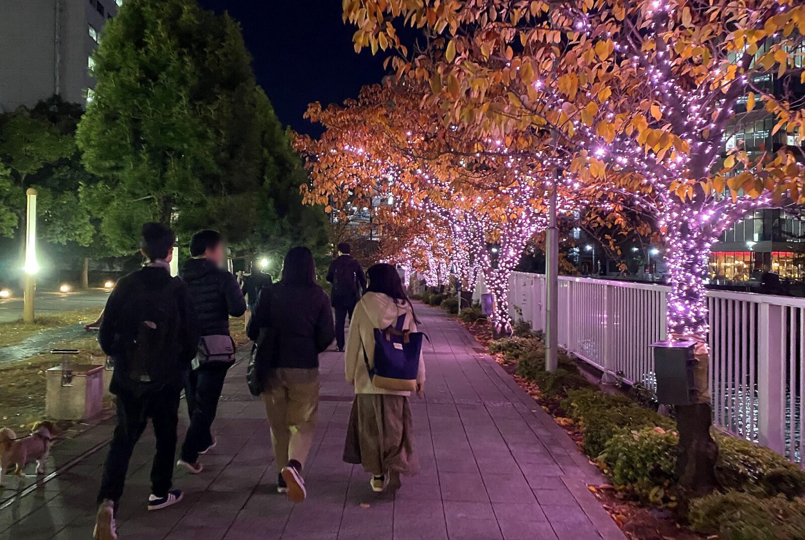 イルミネーションに彩られた目黒川沿いを歩く参加者