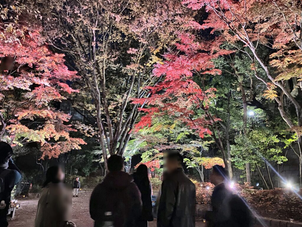 池田山公園の夜間ライトアップで照らされた紅葉