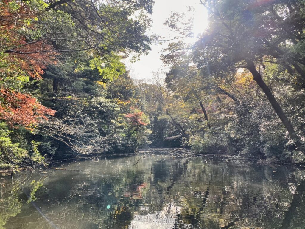 自然教育園の池に映る秋の木々