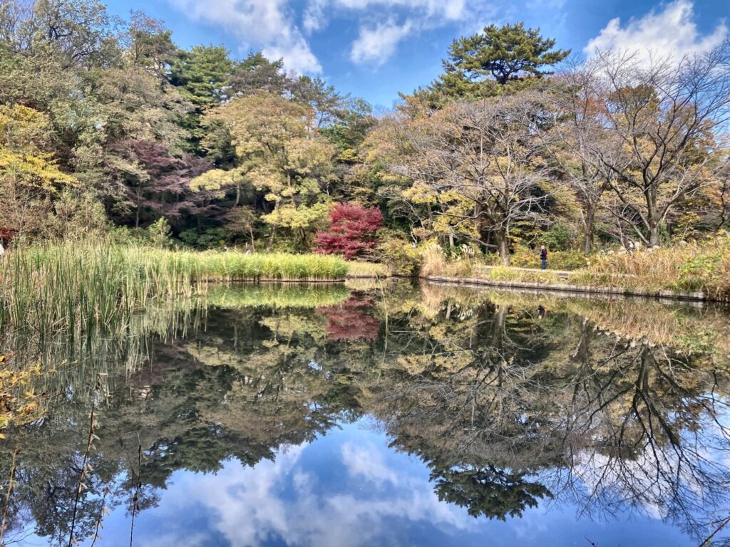 自然教育園の水生植物園に広がる秋の水辺