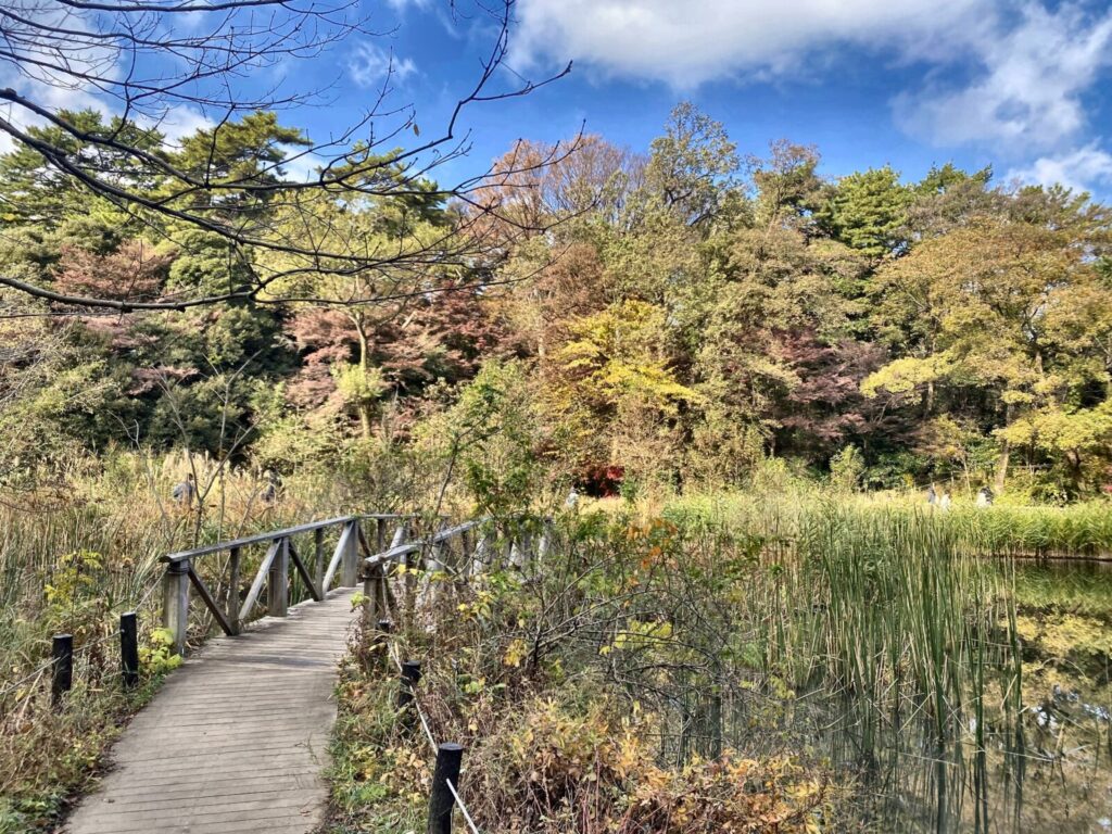 自然教育園の水生植物園を通る木道