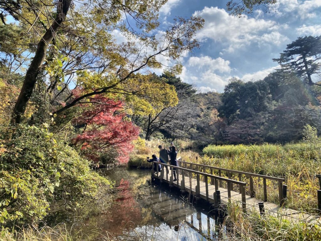 自然教育園の水辺に架かる木橋と紅葉