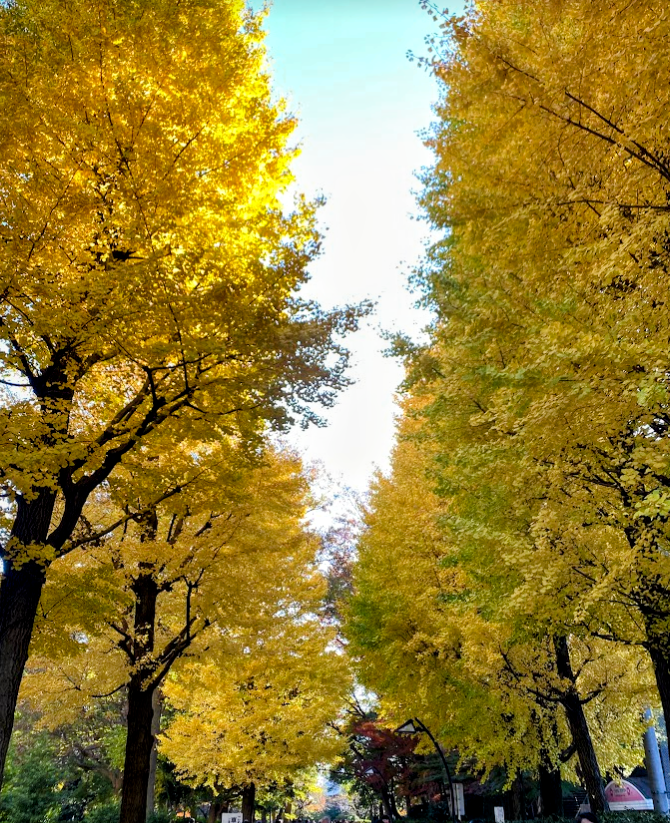 秋の上野恩賜公園を彩るイチョウ並木