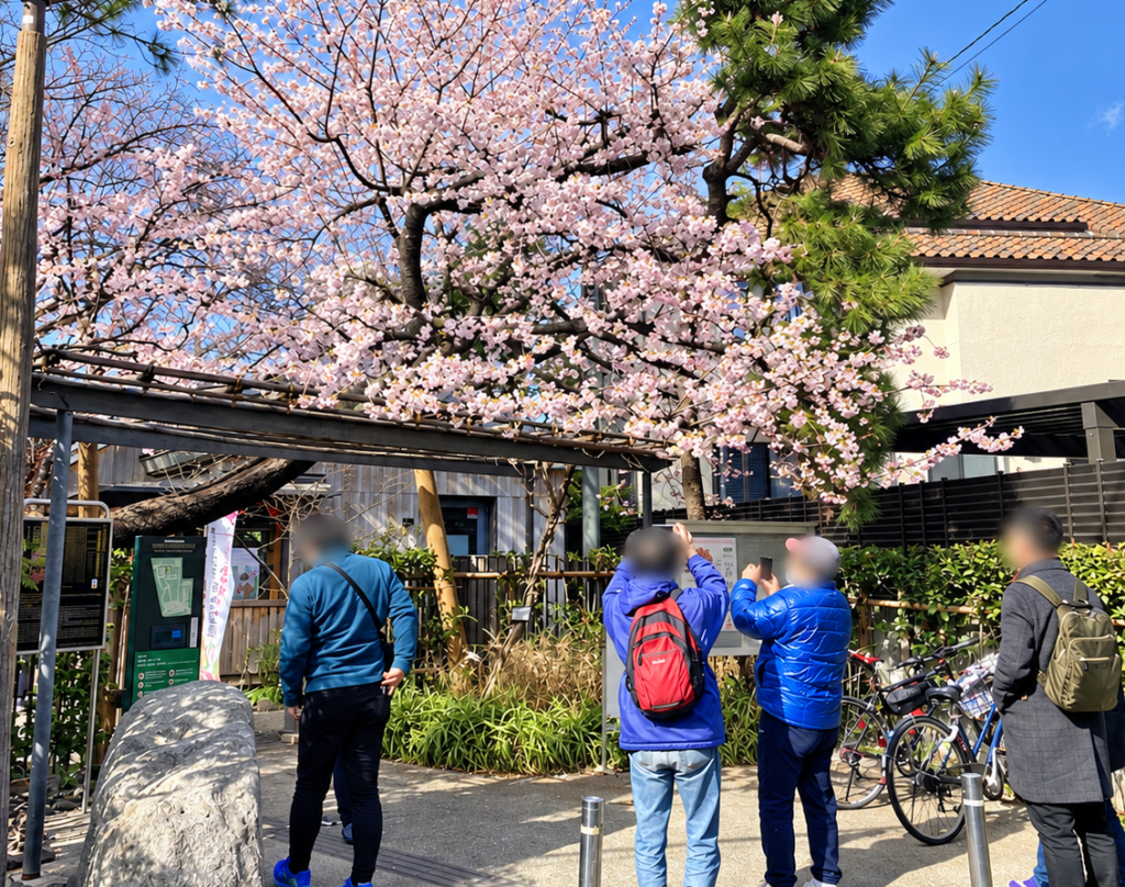 牧野記念庭園入口付近で咲く桜と参加者