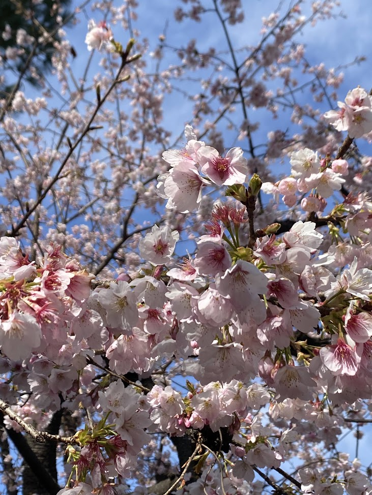 牧野記念庭園で咲く春の桜