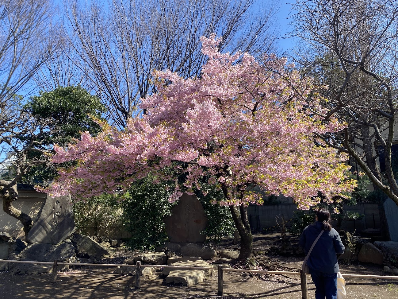 新井薬師梅照院境内の桜