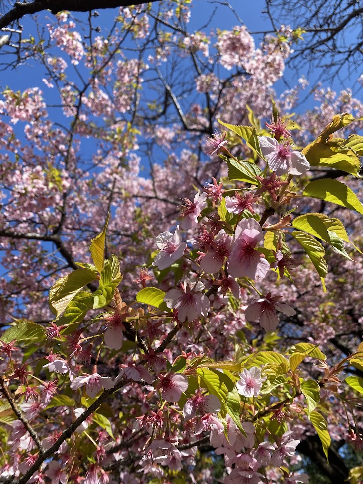 新井薬師梅照院境内に咲く桜の花