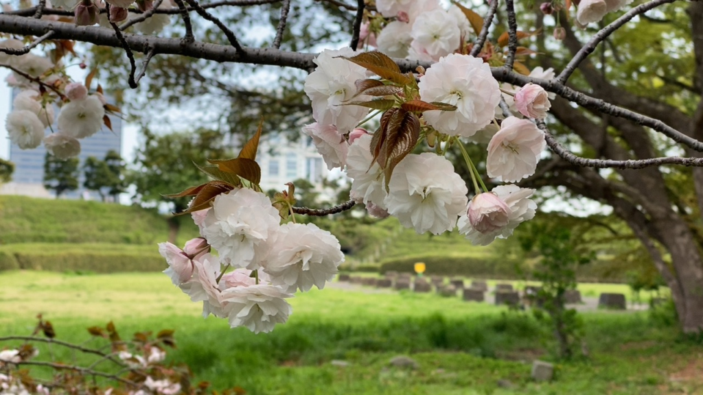 第三台場に咲く八重桜と史跡の風景