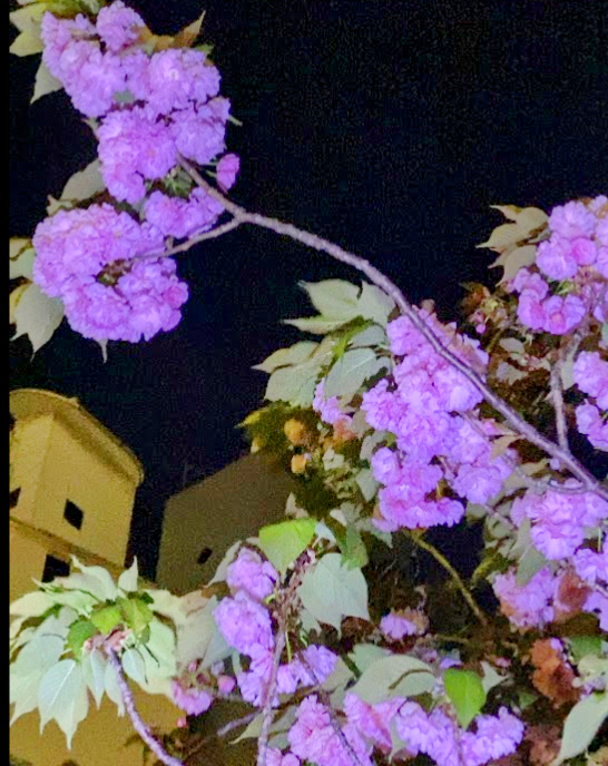 地蔵橋公園で咲く八重桜の夜景