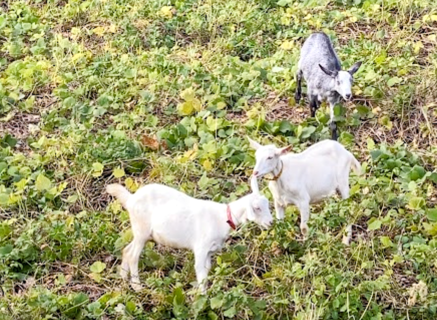 海の森公園で草を食べる3頭のヤギ