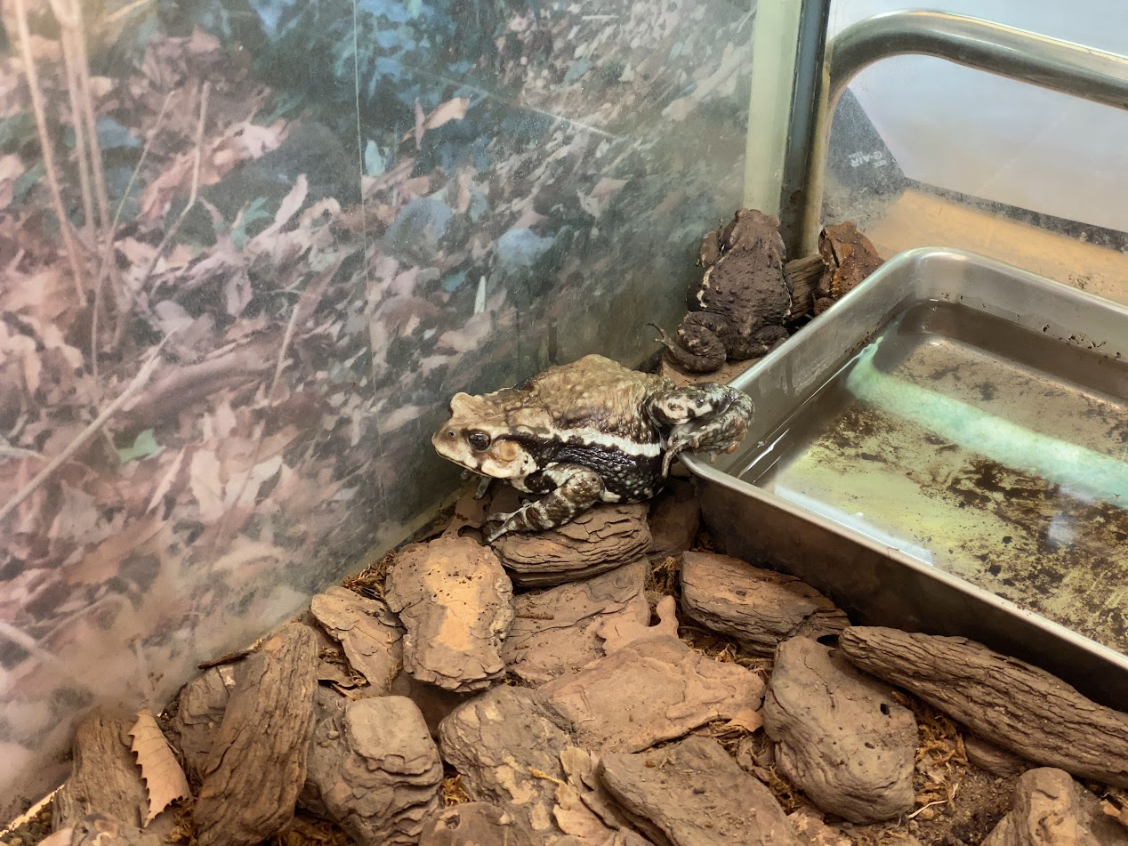 北区エコベルデで展示されているカエル
