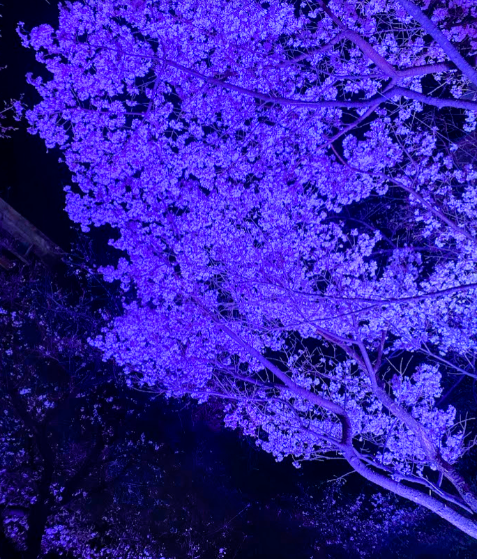 青紫色にライトアップされたグランドプリンスホテル高輪日本庭園の桜