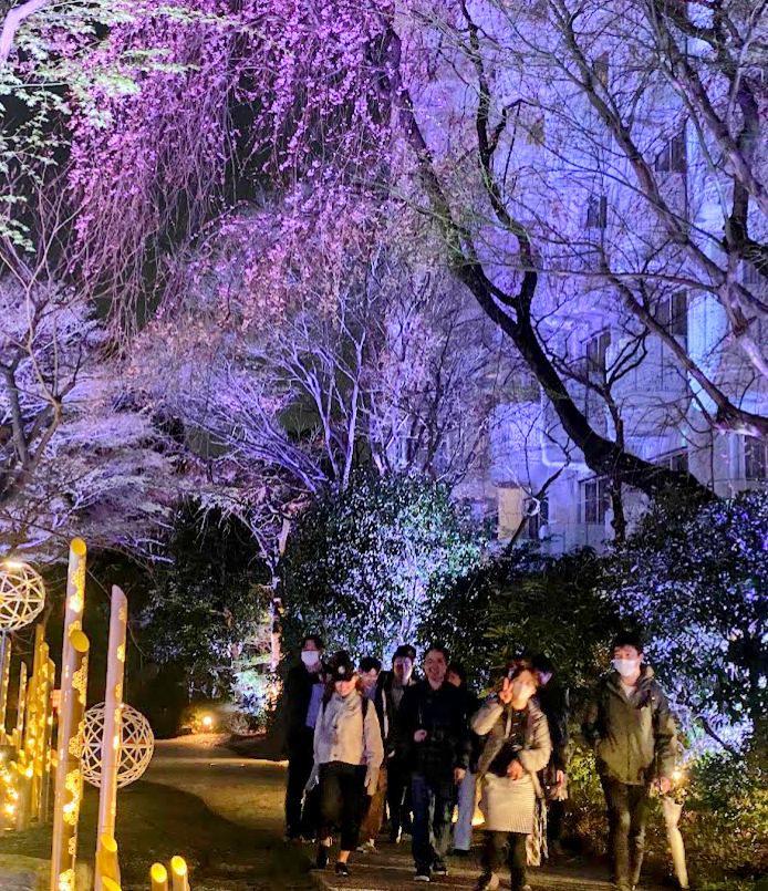 グランドプリンスホテル高輪日本庭園の夜桜ライトアップを歩く参加者