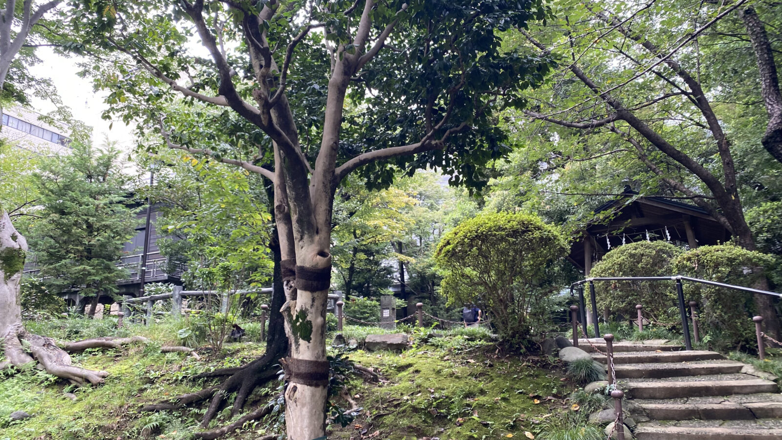 樹木と石段が続く乃木公園の庭園