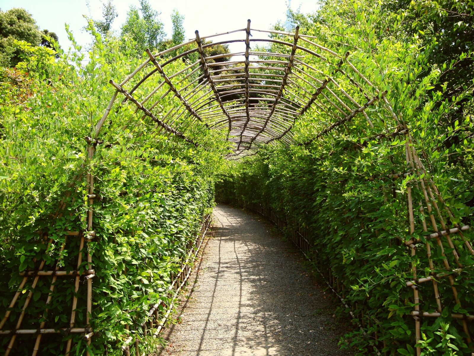 向島百花園の萩のトンネル