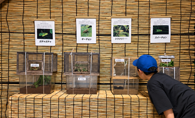 向島百花園「虫ききの会」2024現地レポート|鳴く虫・萩のトンネル・夜の庭園を歩く