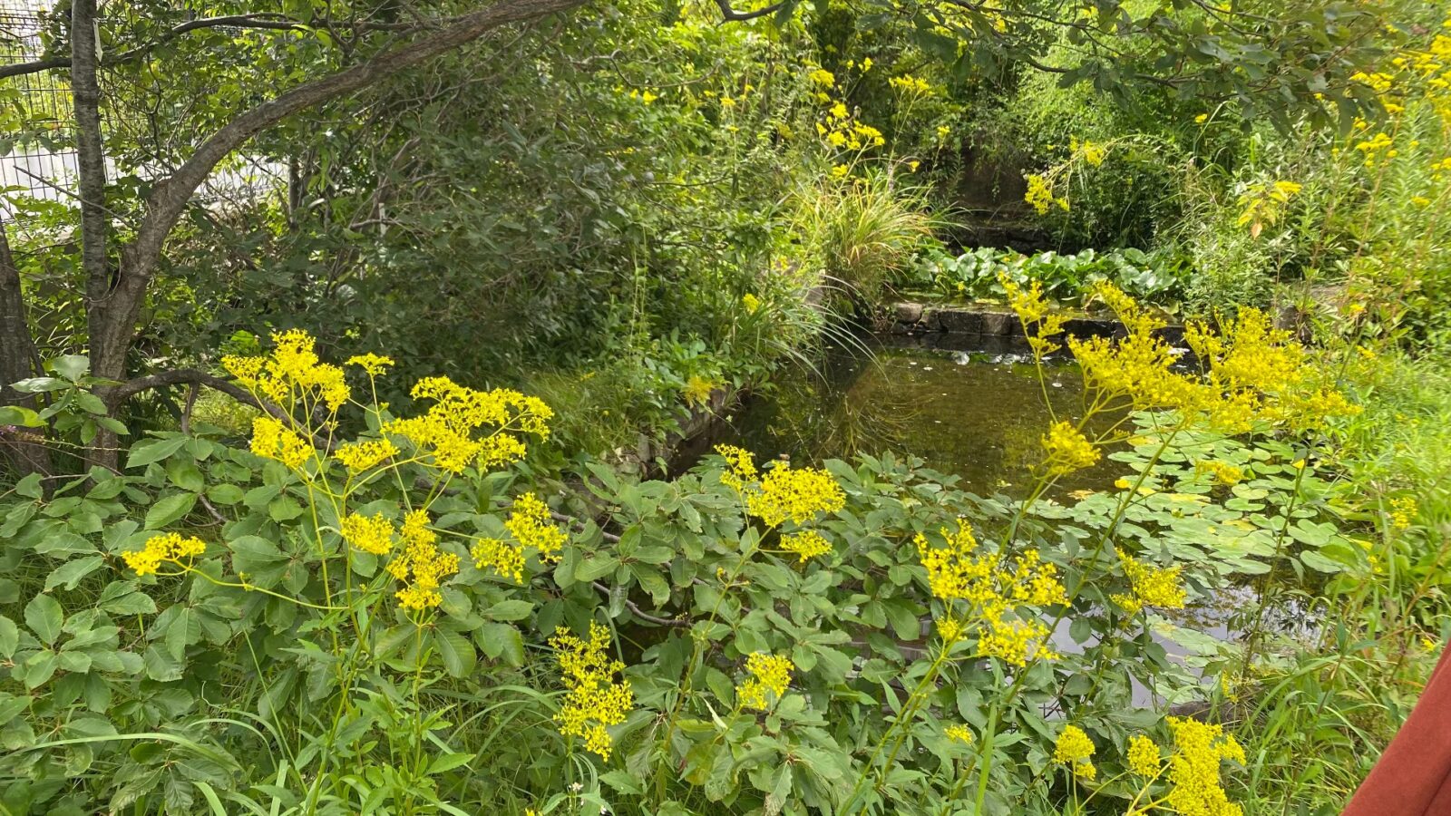 おおはし里の杜の池と黄色い花が咲く水辺環境