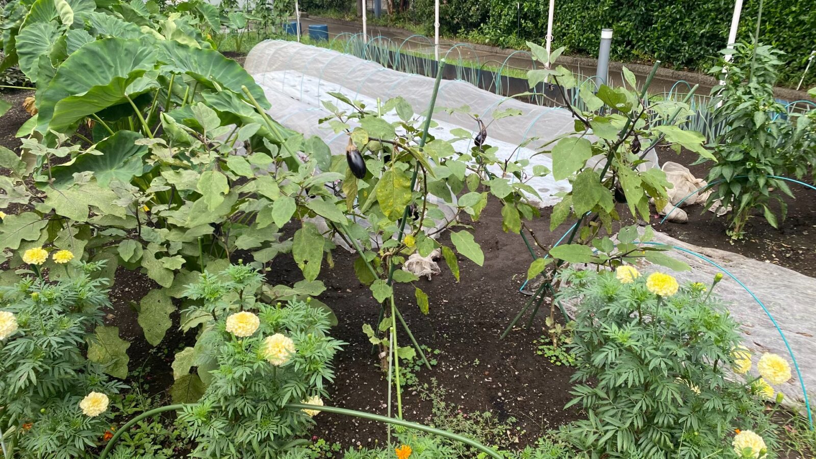 目黒天空庭園の畑。ナスや里芋などの野菜が育てられている