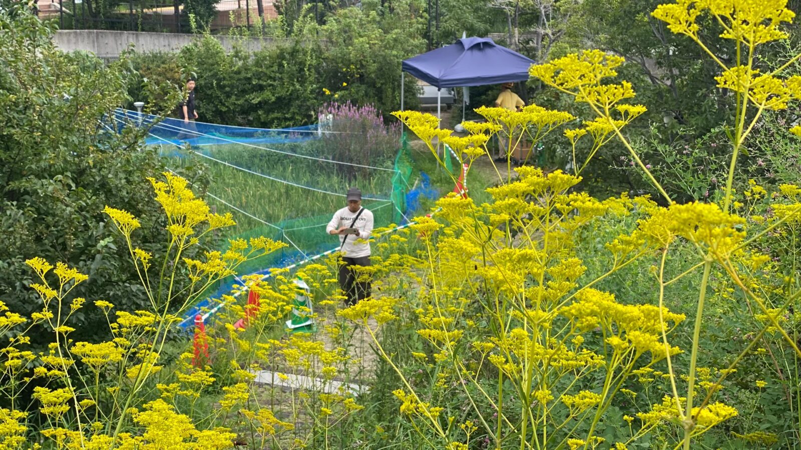 おおはし里の杜の秋の草花と水田周辺の景観