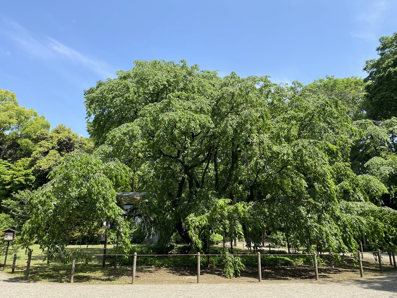 5月に若葉を広げる六義園のしだれ桜