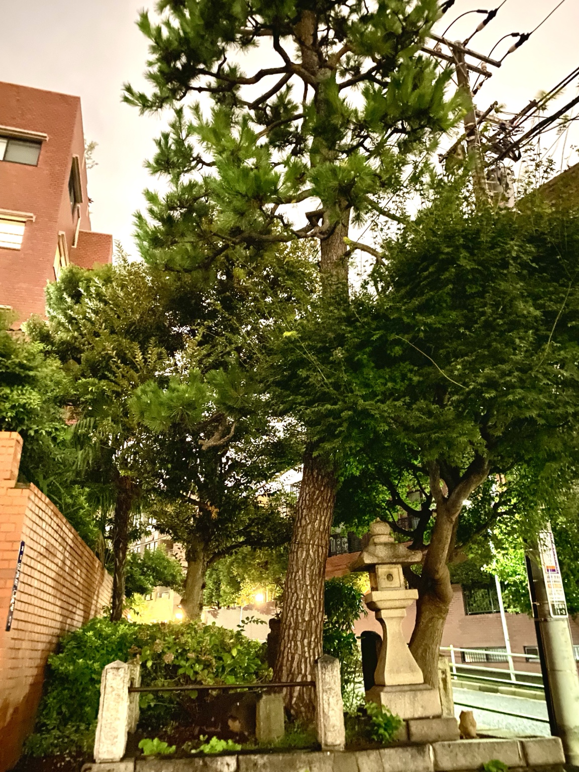 元麻布の一本松