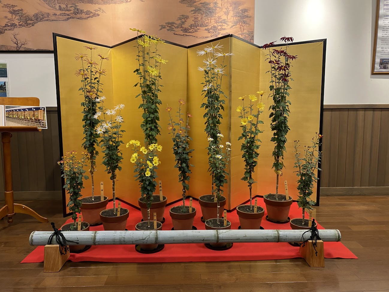 松聲閣で金屏風を背景に展示された肥後菊
