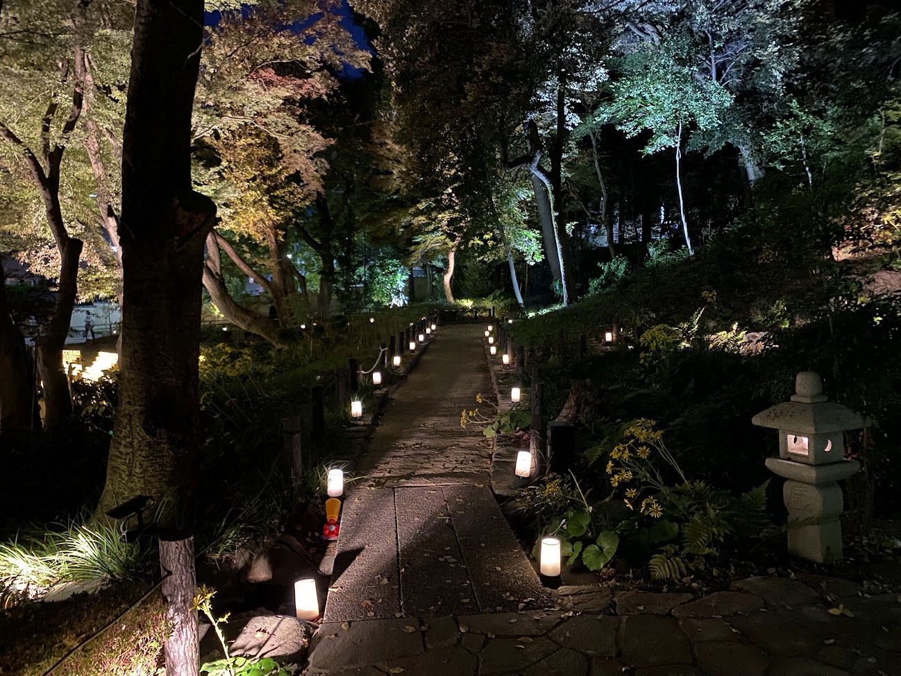 肥後細川庭園の灯りの並ぶ石畳の園路