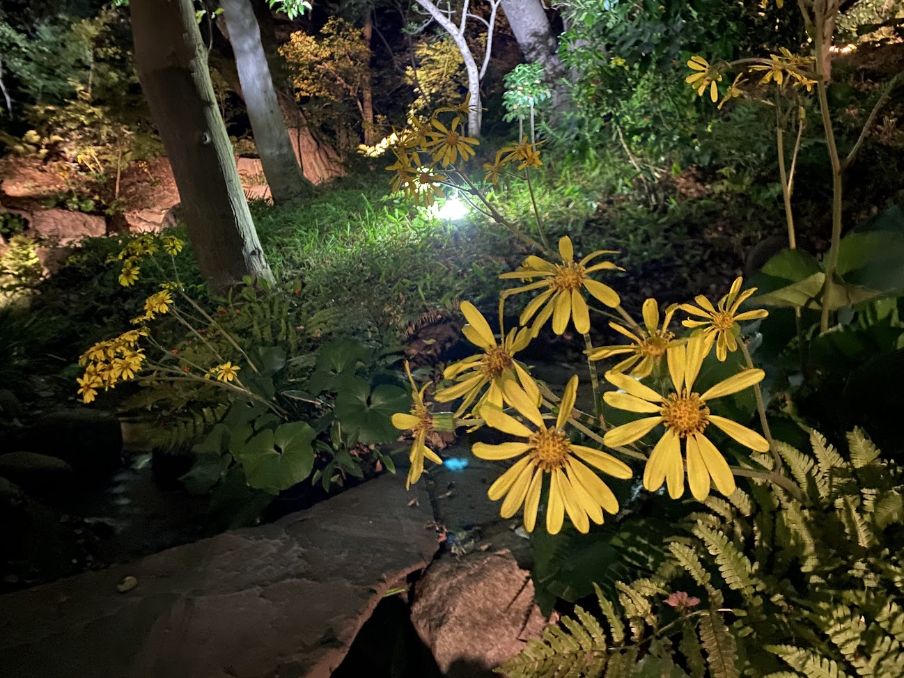 肥後細川庭園の夜に照らされた黄色い花