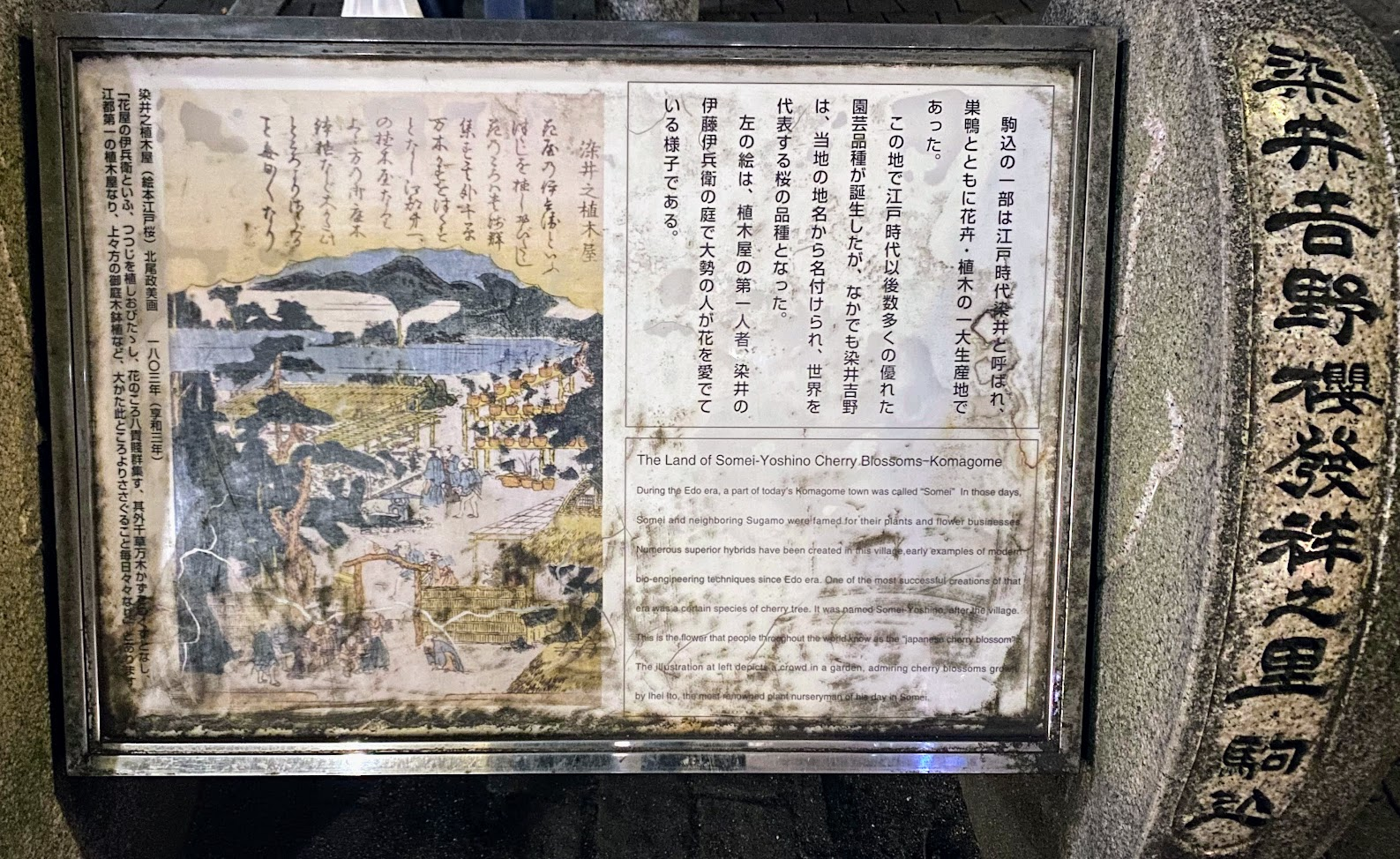 駒込の染井吉野発祥の地を紹介する歴史案内板