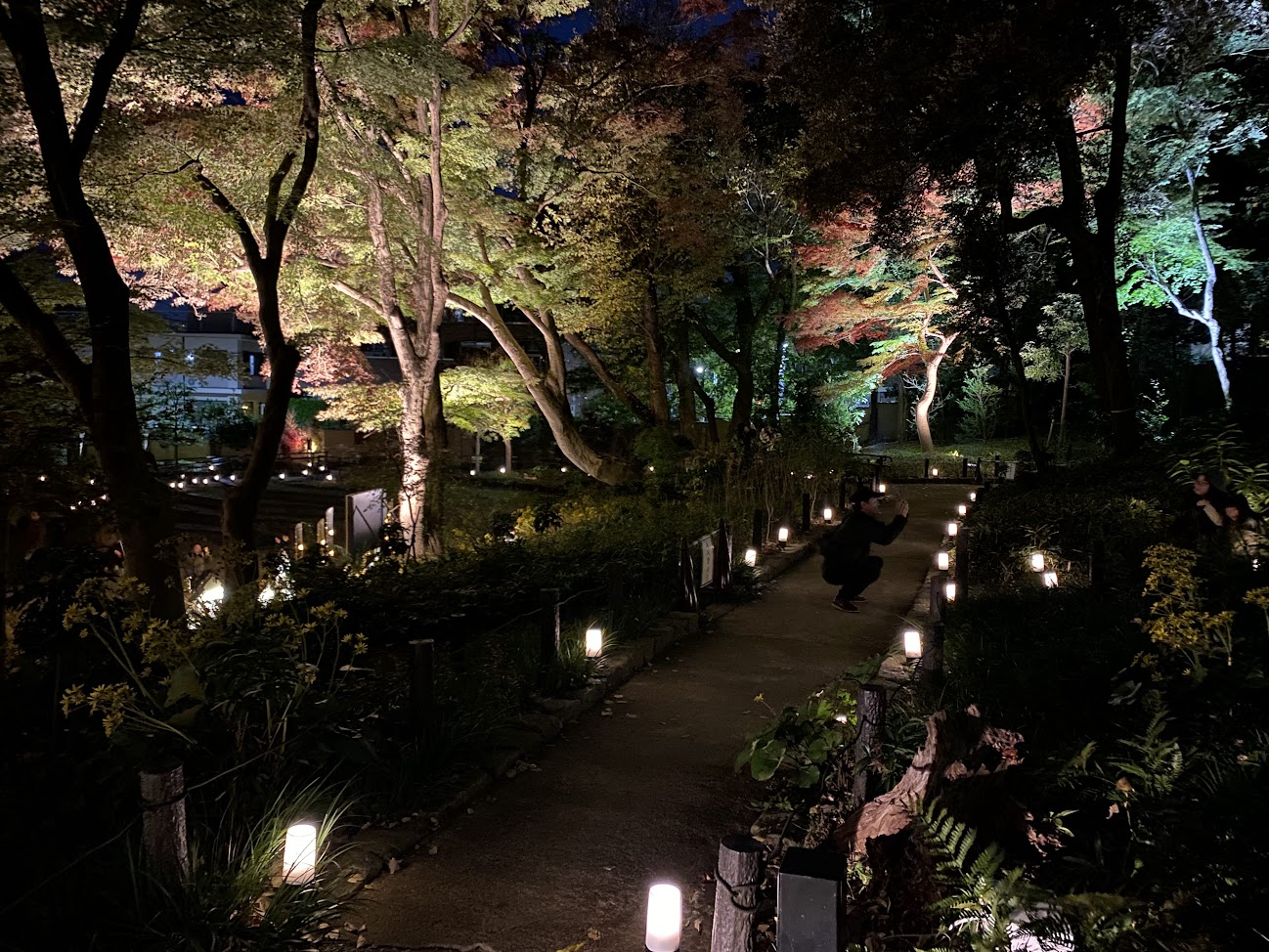 肥後細川庭園の園路を照らす灯りと夜の紅葉