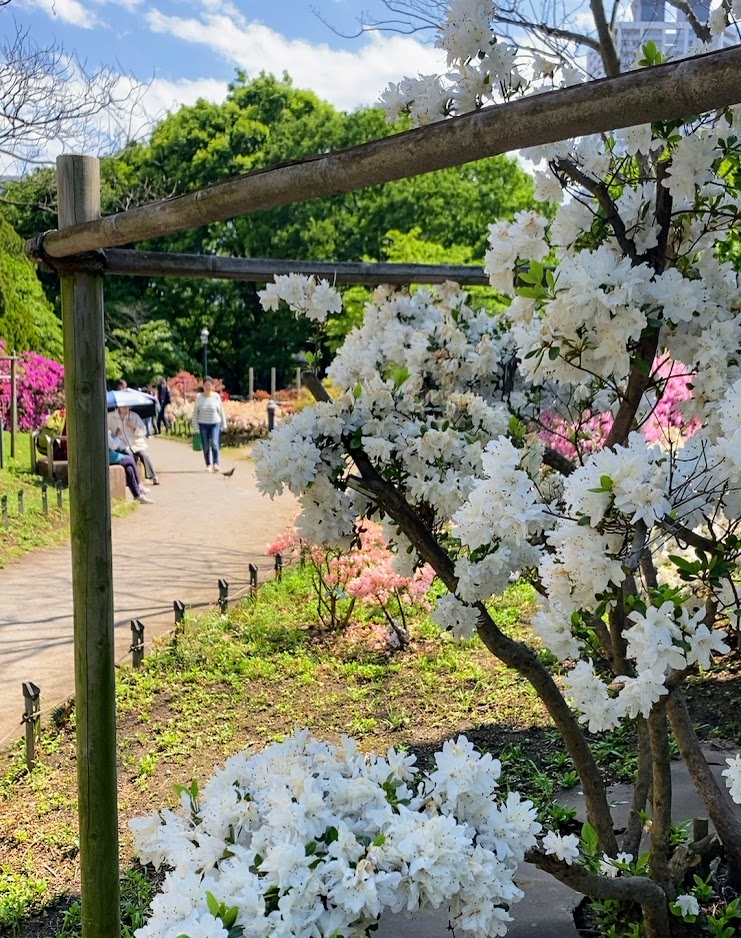 2025年4月の練馬歴史散歩で撮影したツツジの花