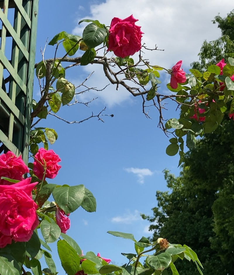 練馬区立平成つつじ公園で撮影したバラの花