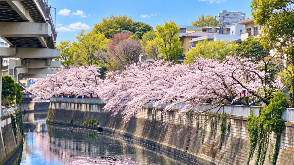 日中の江戸川・神田川沿いに咲く満開の桜と川面