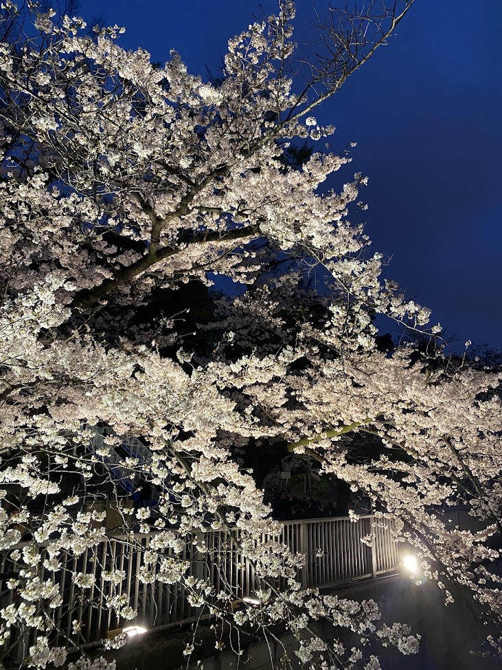 肥後細川庭園春のライトアップイベントで照らされた夜桜