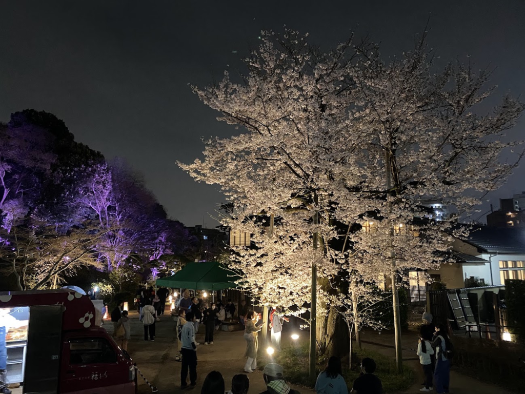 夜間照明に映える肥後細川庭園の満開の桜