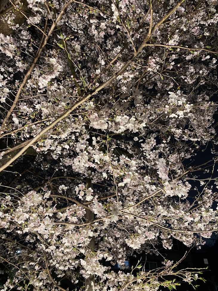 春の夜の肥後細川庭園に咲く桜の花の接写