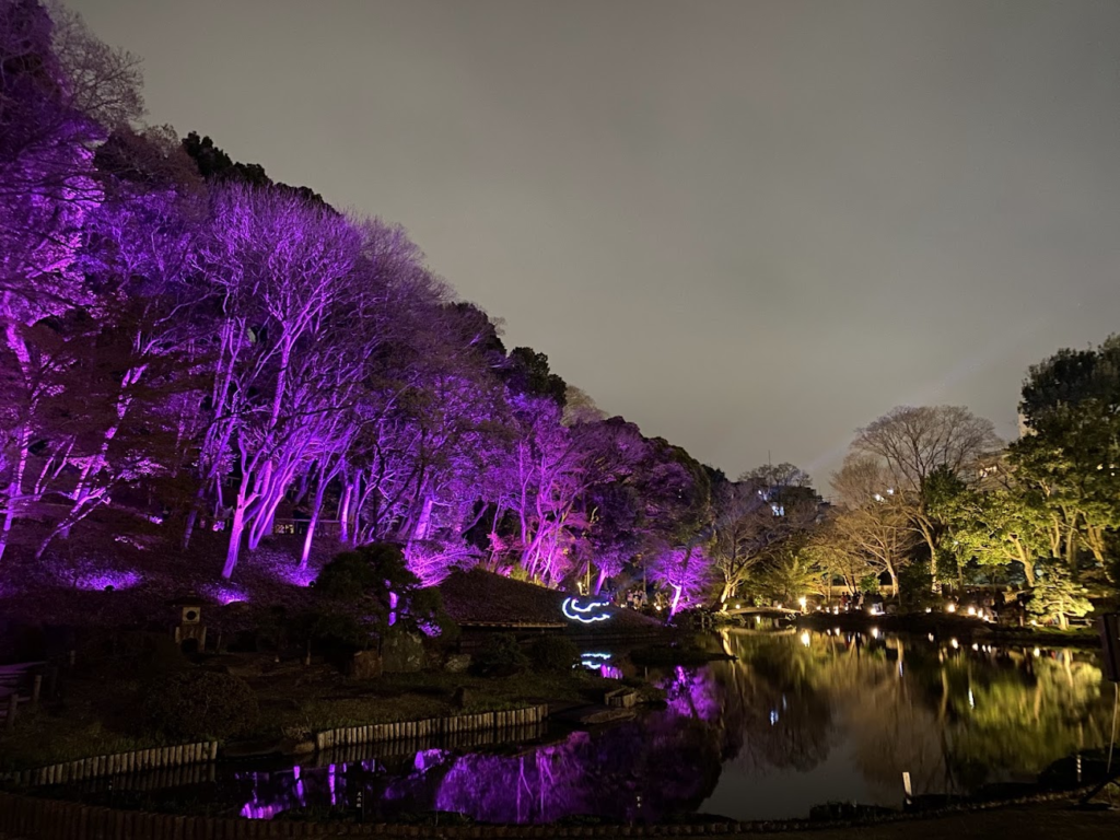紫色のライトアップが池面に映る肥後細川庭園の夜景