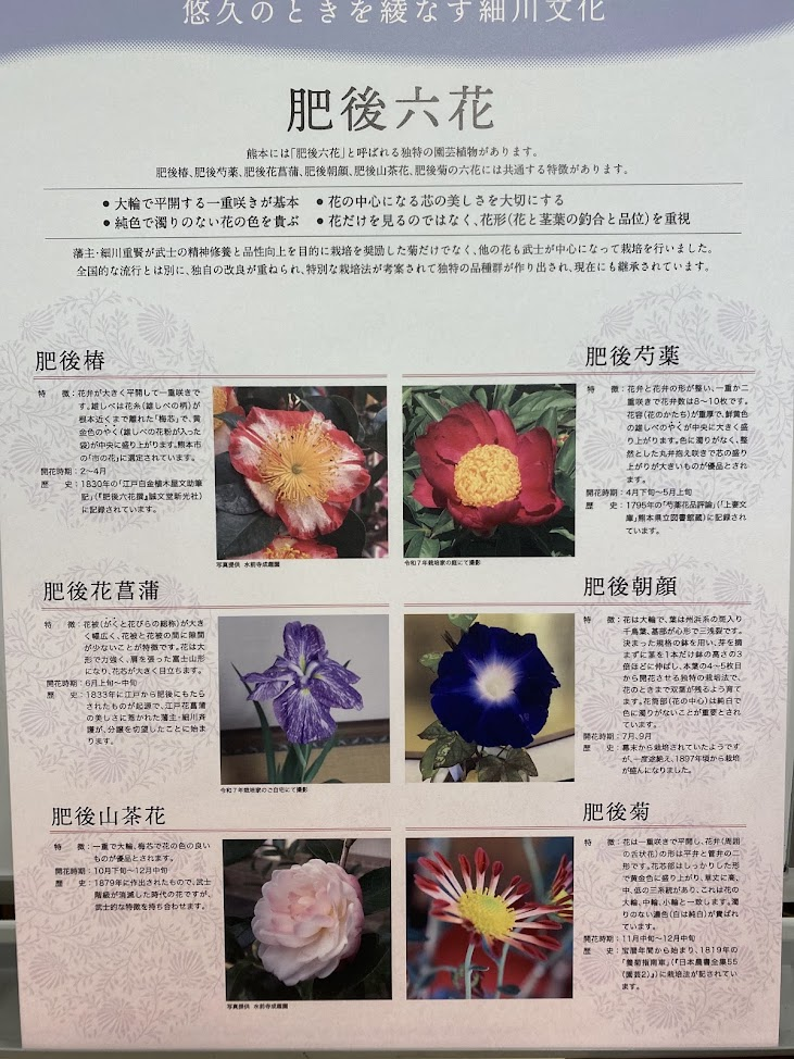 熊本に伝わる肥後六花の六種類と特徴を紹介する解説パネル