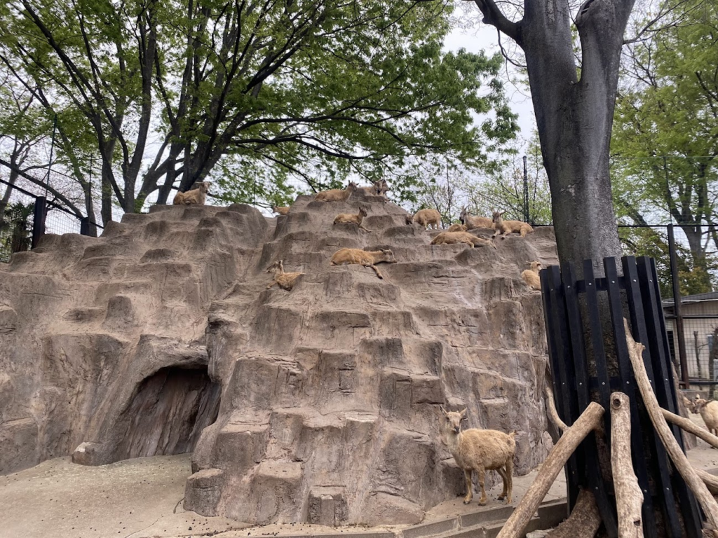 夢見ヶ崎動物公園で岩場に集まり休む草食動物たち