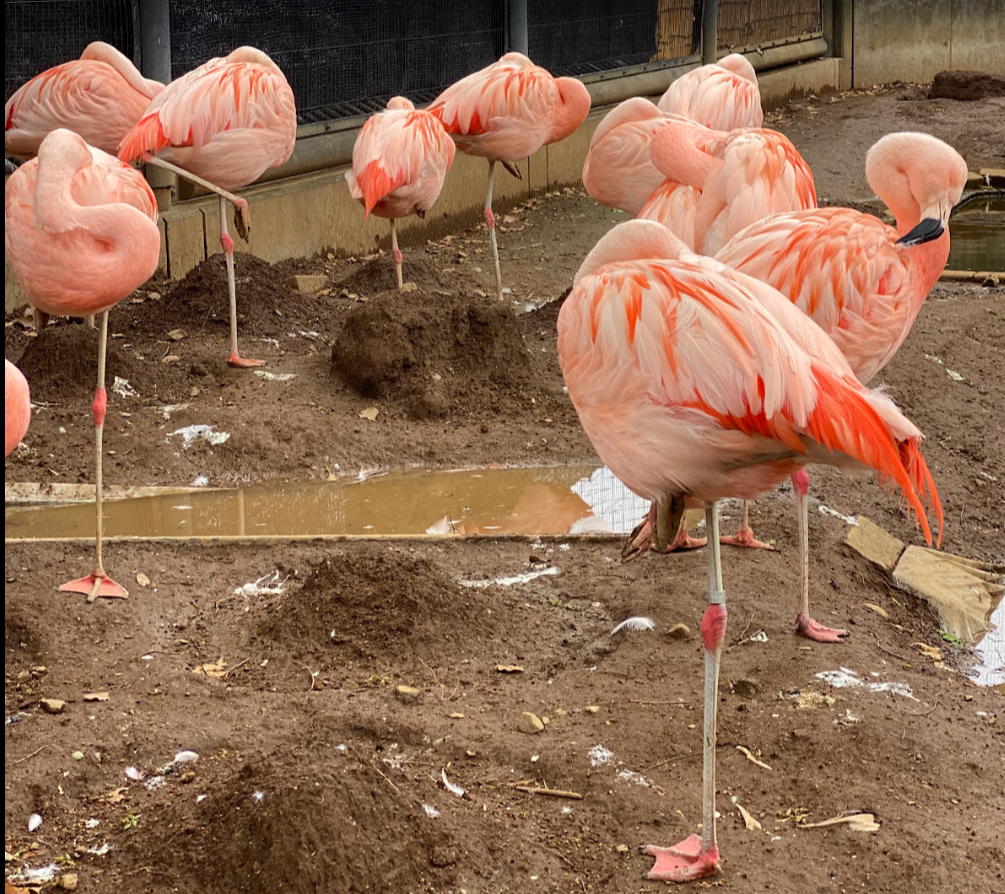 夢見ヶ崎動物公園で片脚で立つ鮮やかな桃色のフラミンゴの群れ