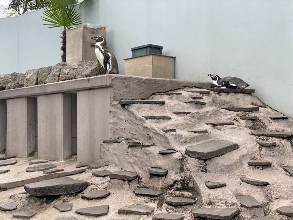 夢見ヶ崎動物公園の岩場で休む2羽のペンギン