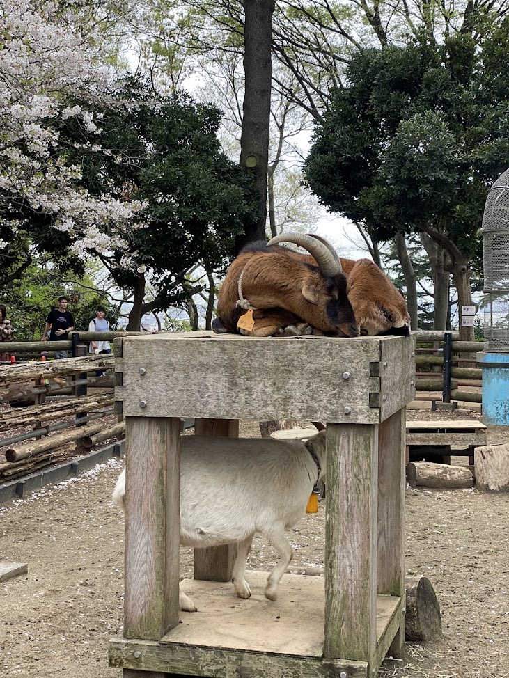 夢見ヶ崎動物公園の木製台の上下で過ごす角のある動物たちと桜