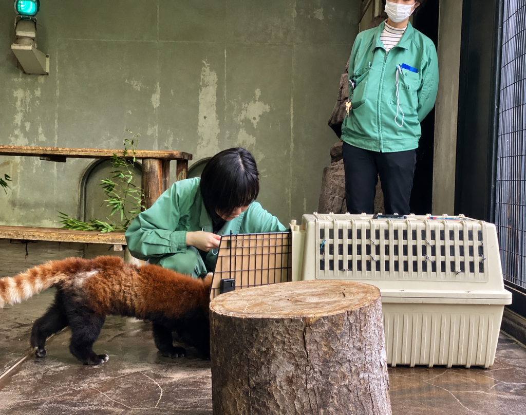 夢見ヶ崎動物公園でレッサーパンダを飼育員が移動用ケースに誘導する場面