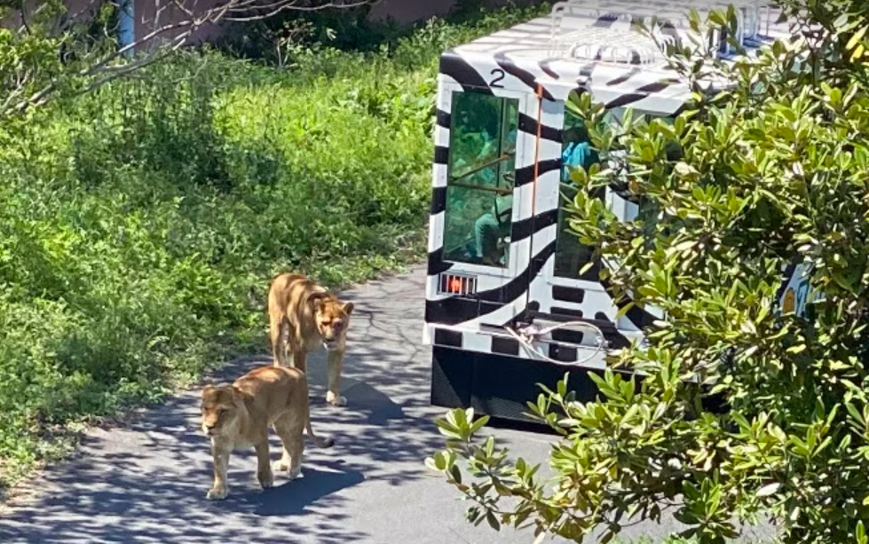 多摩動物公園アフリカ園のライオンバスのそばを歩く2頭のメスライオン