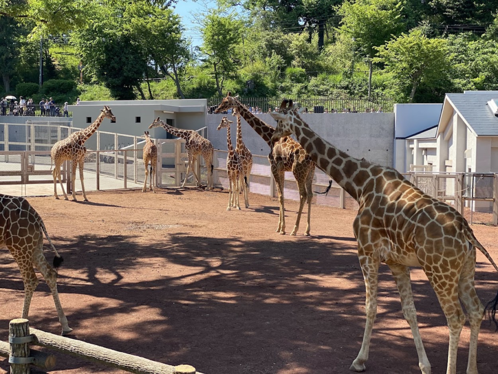 多摩動物公園アフリカ園のサバンナエリアで群れをつくる多数のキリン