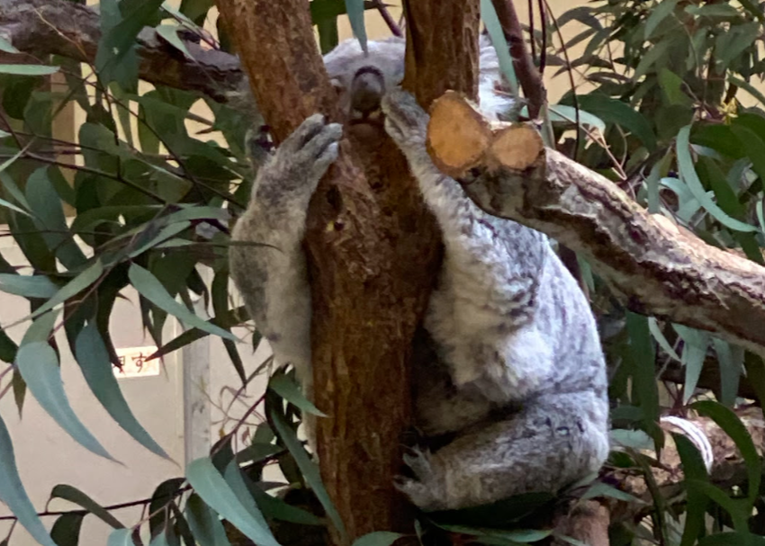多摩動物公園のコアラがユーカリの木をつかんで動く様子