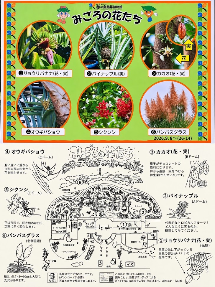 夢の島熱帯植物館 2026年10月のみごろの花案内