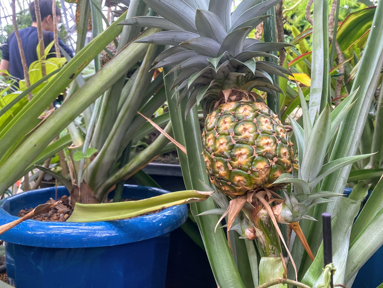 夢の島熱帯植物館で実るパイナップル