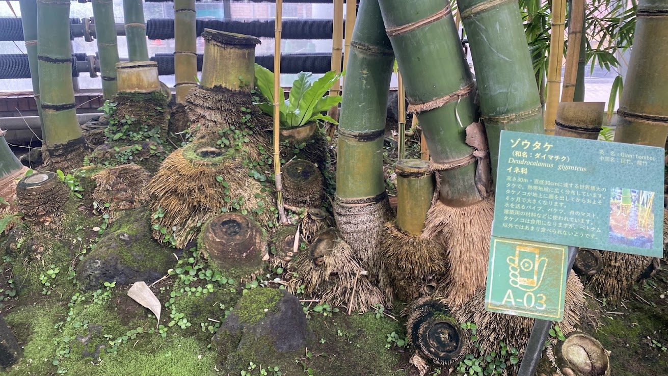 夢の島熱帯植物館のゾウタケ 世界最大級のタケ