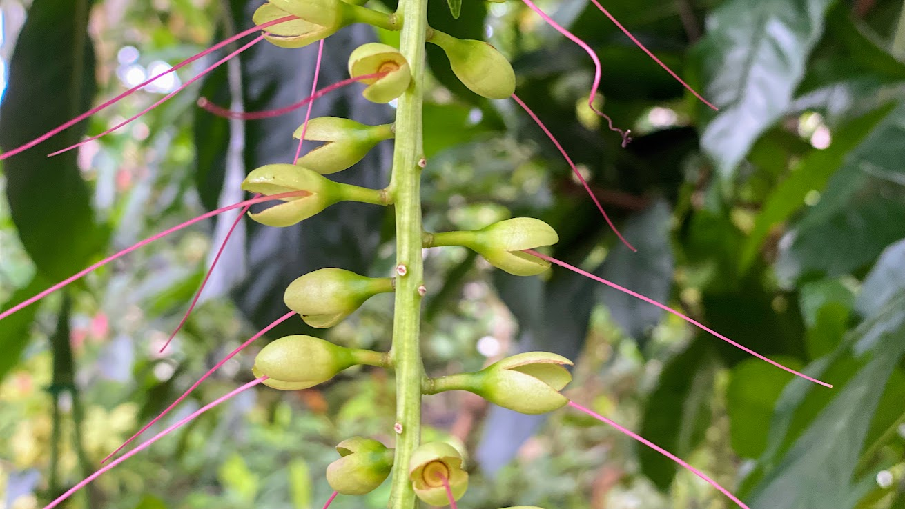 夢の島熱帯植物館のサガリバナ